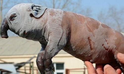 拯救世界上最英武的骏马,拯救传奇骏马的壮丽征程