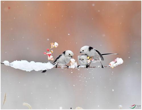 亲情永在,岁月流转中的温馨纽带