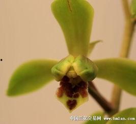 自是花中第一流,探寻国色天香之巅峰