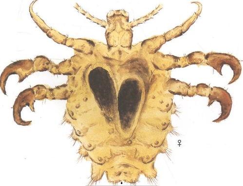 这个世界根本没有仙人，只有被虫子寄生的傀儡，快逃！,世间无仙人，唯有虫子操控的傀儡，速速逃离险境！